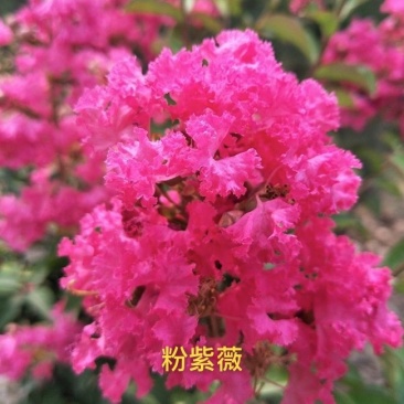 紫薇花苗盆栽室内花卉绿植水培四季观花庭院植物