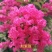 紫薇花苗盆栽室内花卉绿植水培四季观花庭院植物