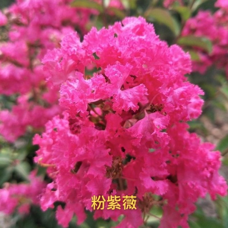 紫薇花苗盆栽室内花卉绿植水培四季观花庭院植物