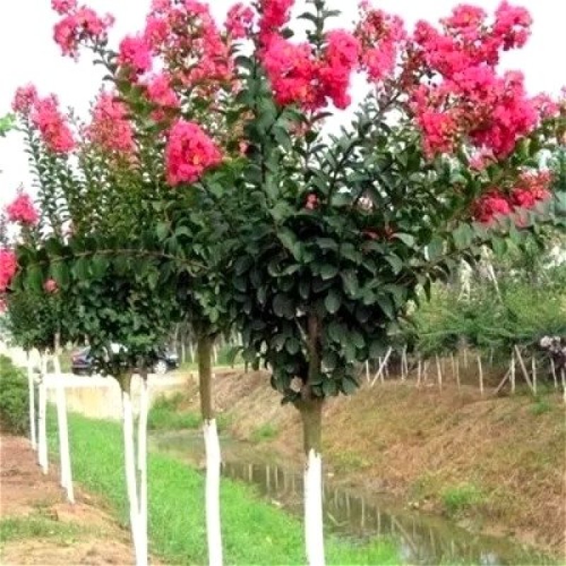 紫薇花苗盆栽室内花卉绿植水培四季观花庭院植物