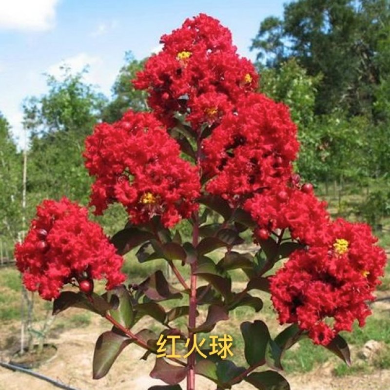 紫薇花苗盆栽室内花卉绿植水培四季观花庭院植物