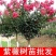 紫薇花苗盆栽室内花卉绿植水培四季观花庭院植物