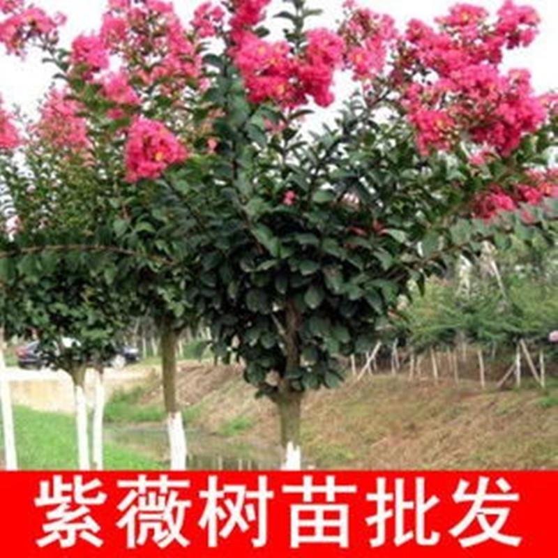紫薇花苗盆栽室内花卉绿植水培四季观花庭院植物