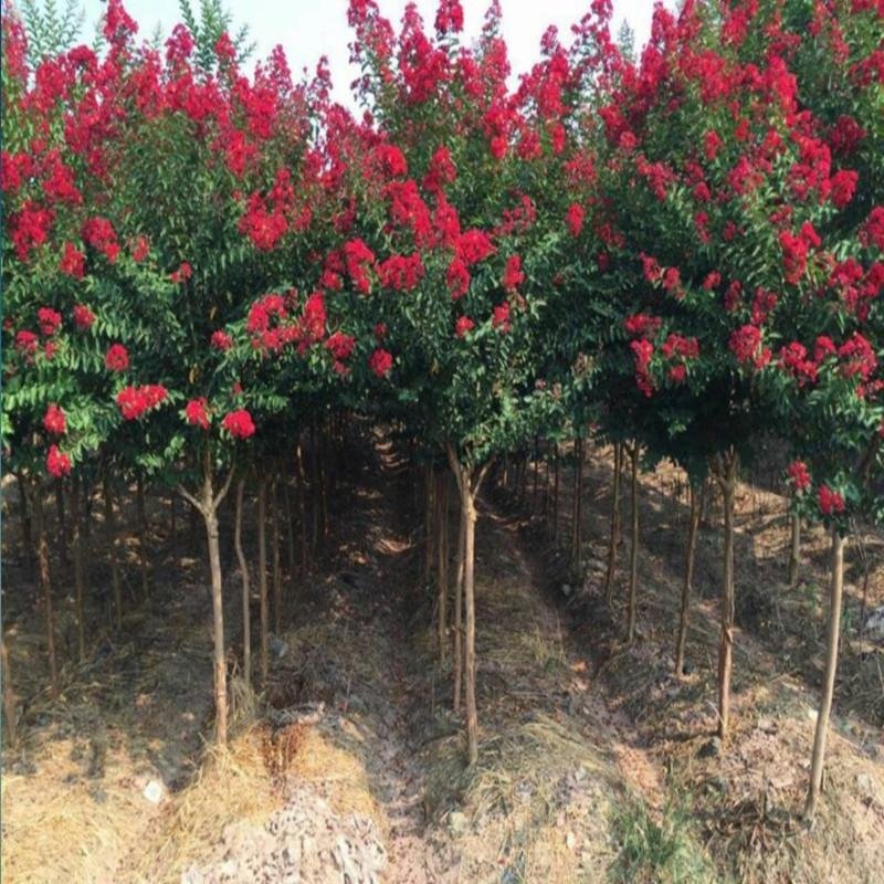 紫薇花苗盆栽室内花卉绿植水培四季观花庭院植物