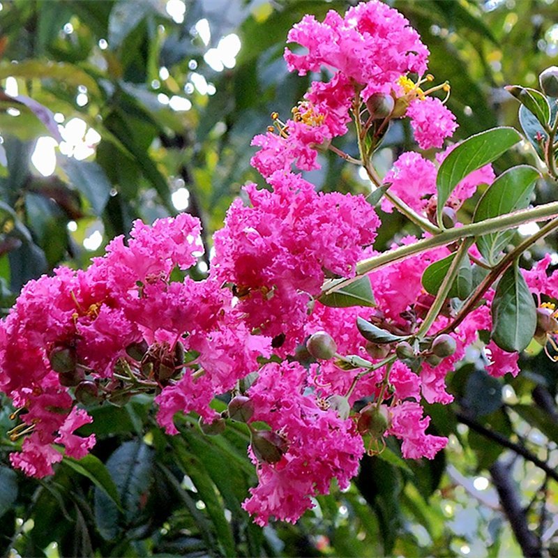 紫薇花苗盆栽室内花卉绿植水培四季观花庭院植物