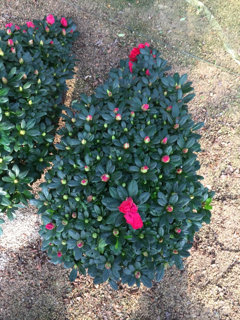 梅红杜鹃悬崖造型盆栽园林绿化景观花卉苗木绿植盆景基地直销