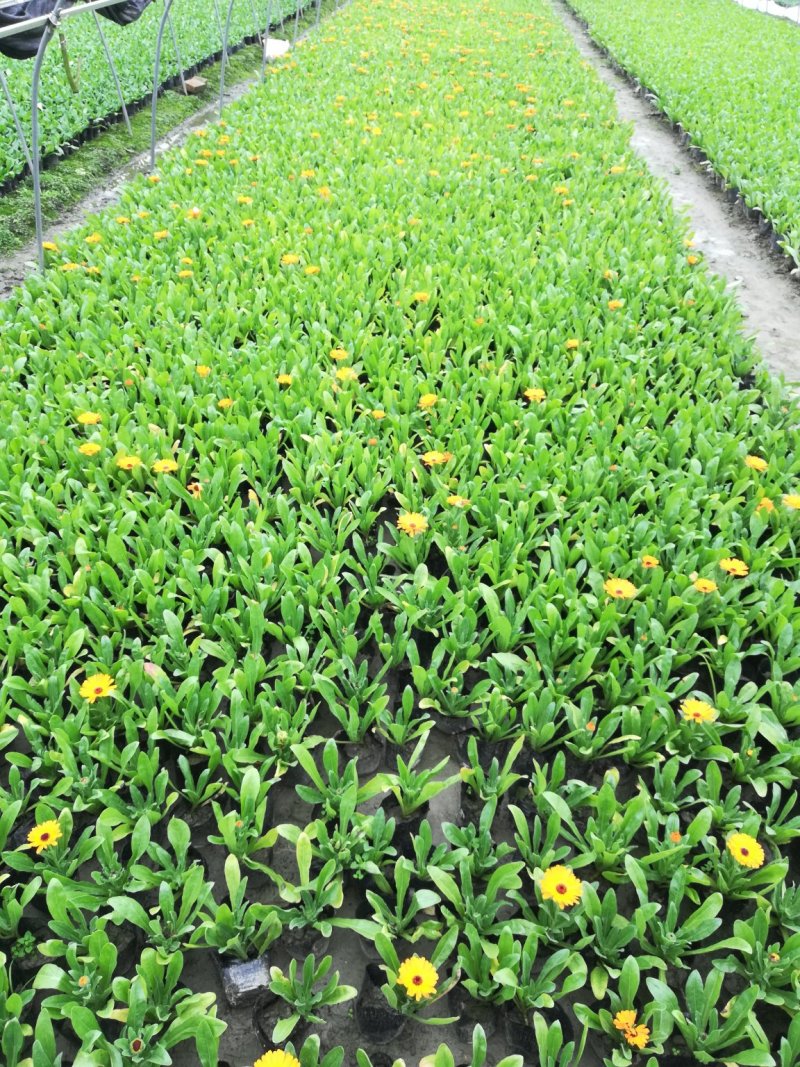 时令草花，上百个品种，从业十多年，欢迎了解