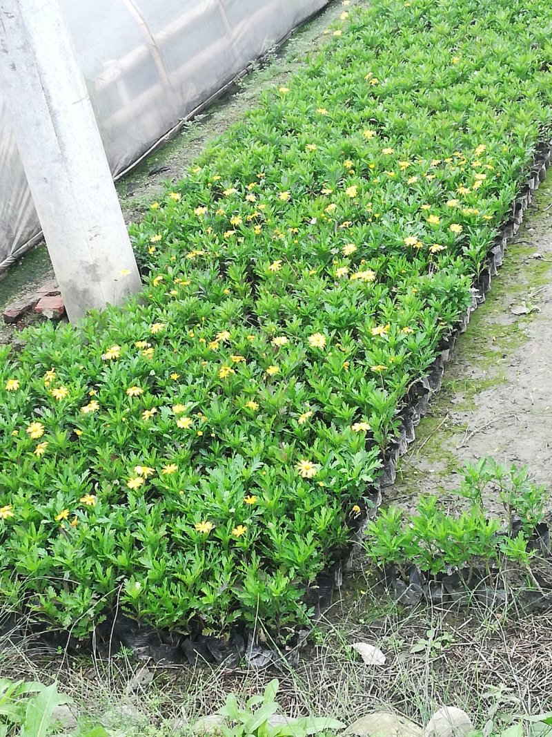 时令草花，上百个品种，从业十多年，欢迎了解
