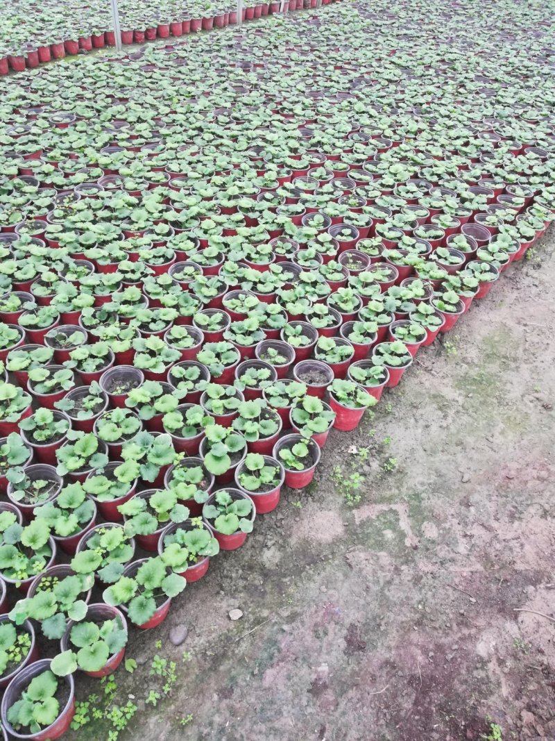 时令草花，上百个品种，从业十多年，欢迎了解
