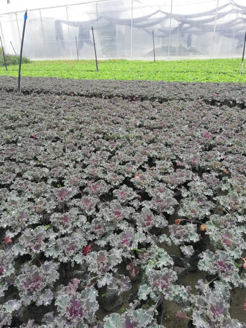 时令草花，上百个品种，从业十多年，欢迎了解