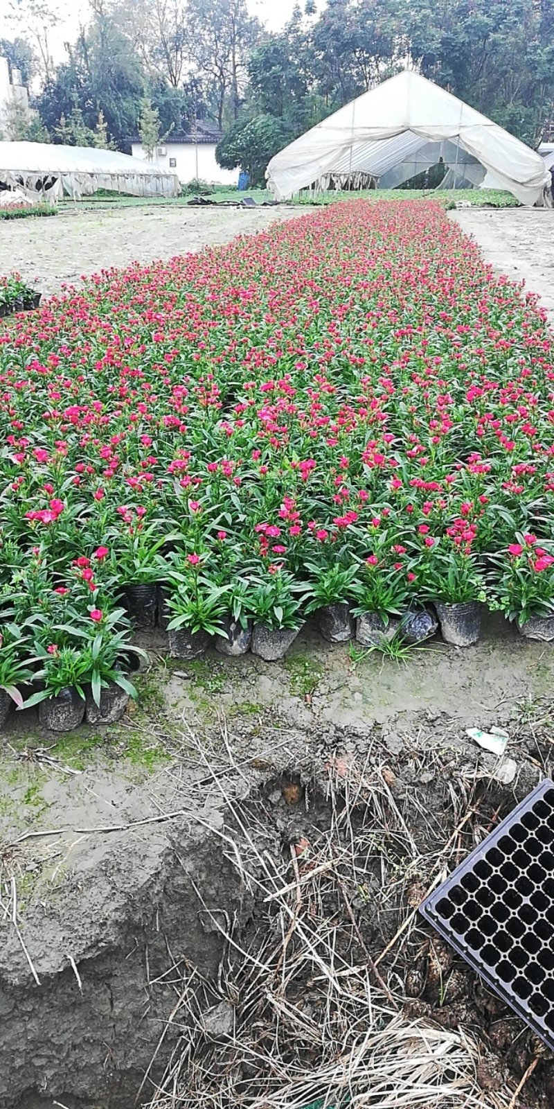 时令草花，上百个品种，从业十多年，欢迎了解