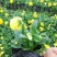 时令草花，上百个品种，从业十多年，欢迎了解
