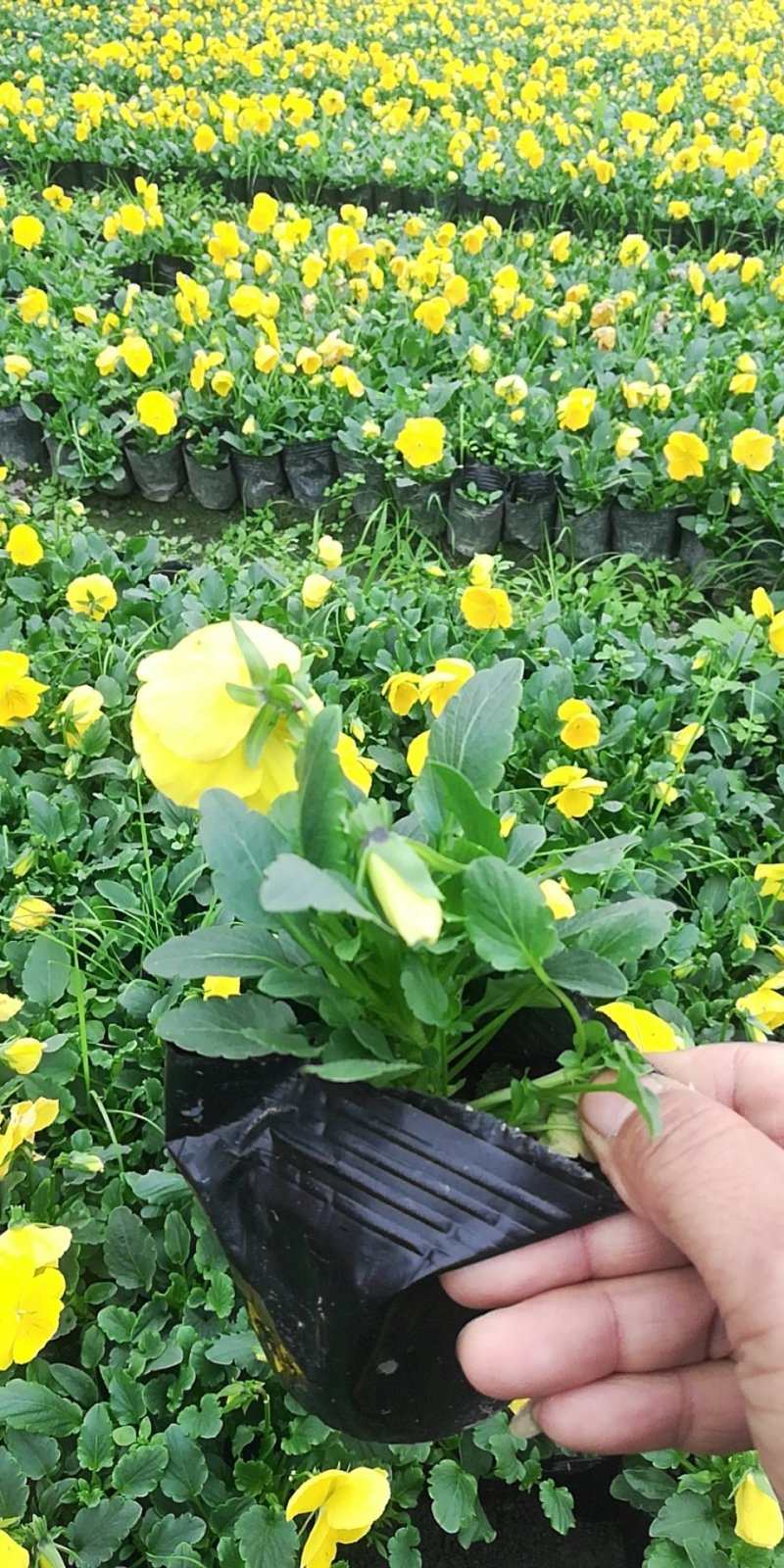 时令草花，上百个品种，从业十多年，欢迎了解