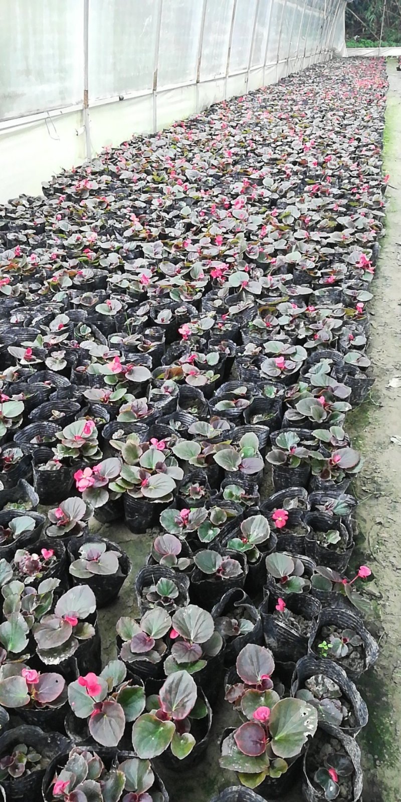 时令草花，上百个品种，从业十多年，欢迎了解