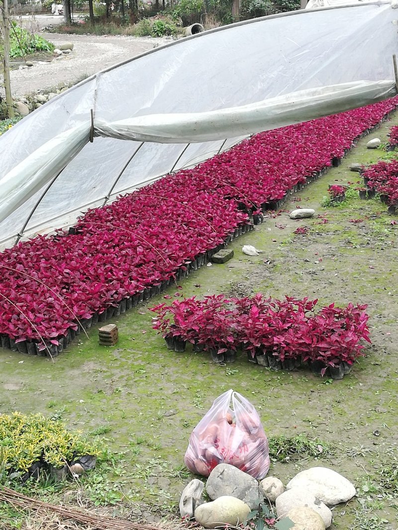 时令草花，上百个品种，从业十多年，欢迎了解