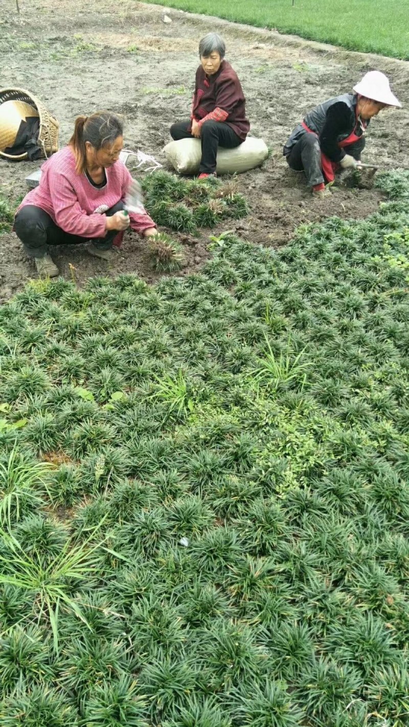 葱兰，玉龙草，吉祥草，麦冬，扁竹叶从业十多年资源强大价格
