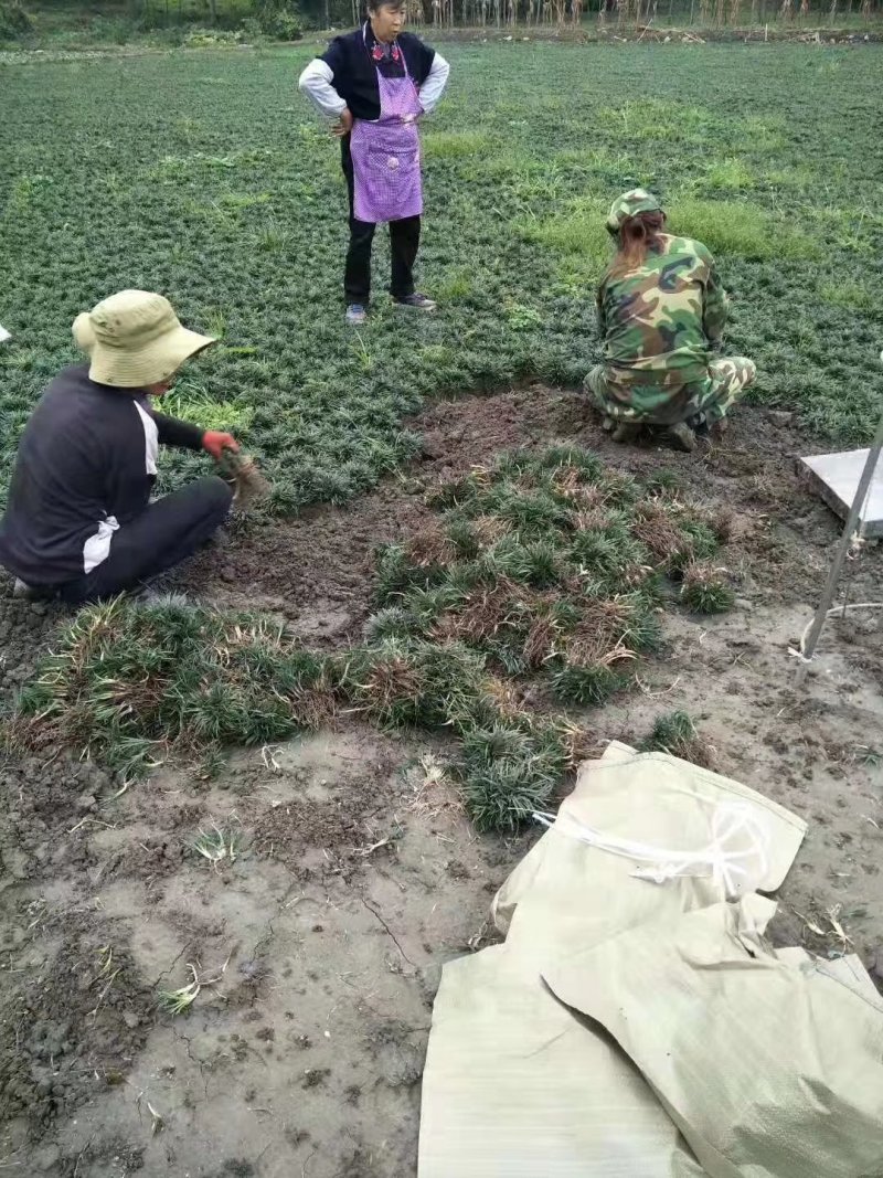 葱兰，玉龙草，吉祥草，麦冬，扁竹叶从业十多年资源强大价格