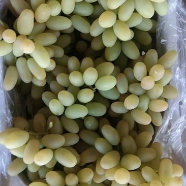 马奶葡萄糖度高颗粒大颜色好