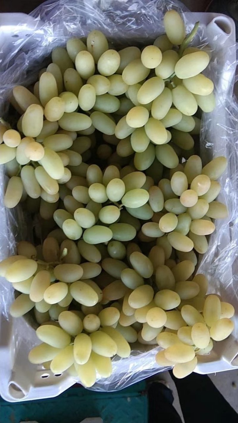 马奶葡萄糖度高颗粒大颜色好