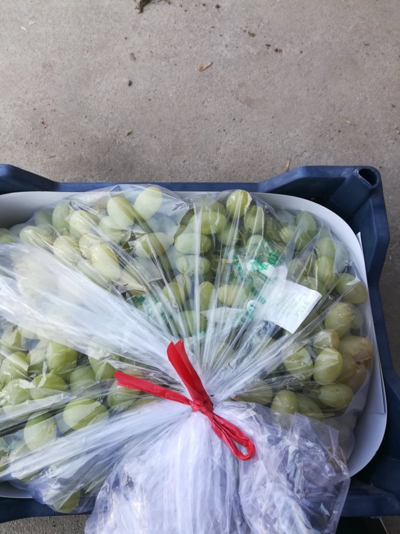 马奶葡萄糖度高颗粒大颜色好