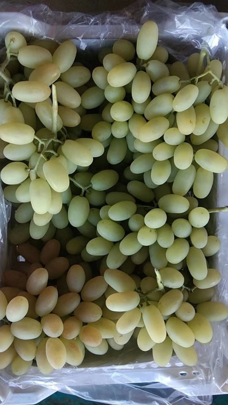 马奶葡萄糖度高颗粒大颜色好