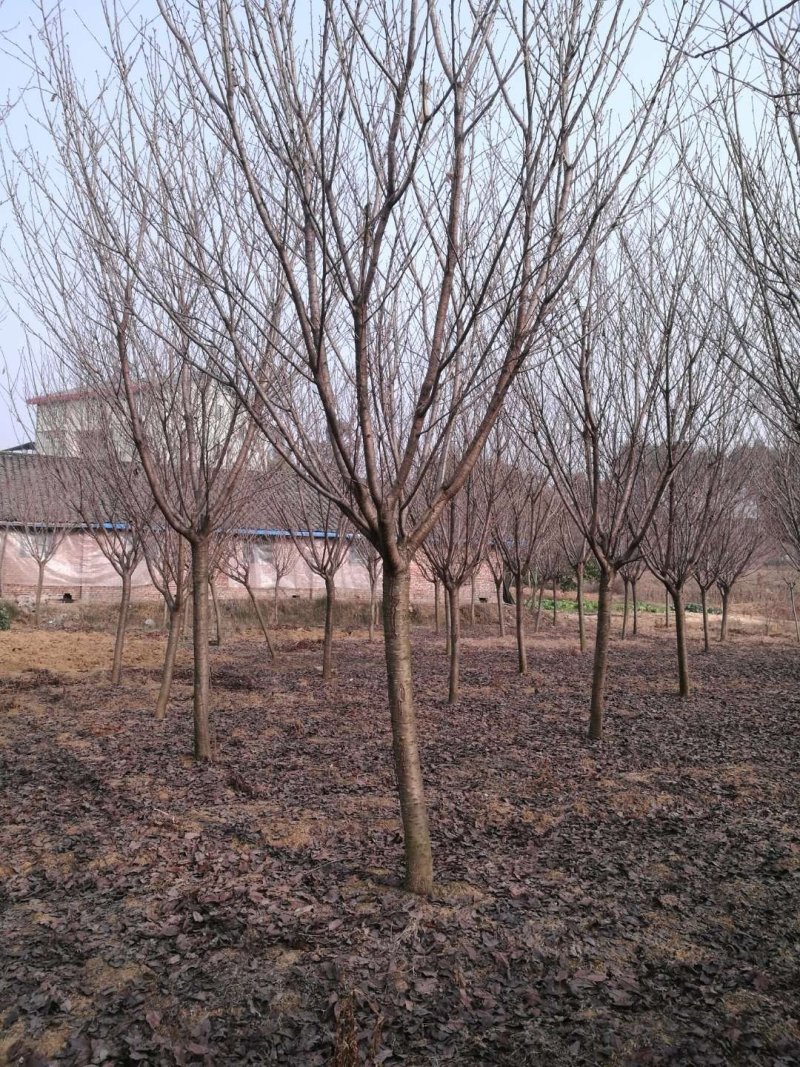晚早樱花树，5公分到12公分大量，从业十多年，欢迎了解