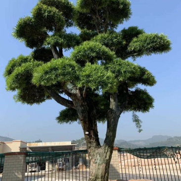 精品罗汉松