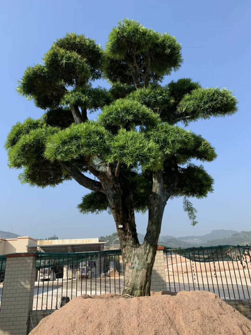 精品罗汉松