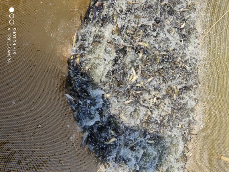 黄骨鱼苗黄桑鱼黄辣丁杂交黄骨鱼苗，专车配送。