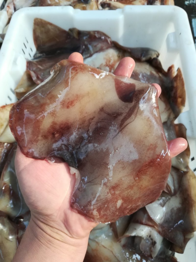 鱿鱼尾，鱿鱼耳，鱿鱼大耳，鱿鱼，原汁鱿鱼尾各种规格