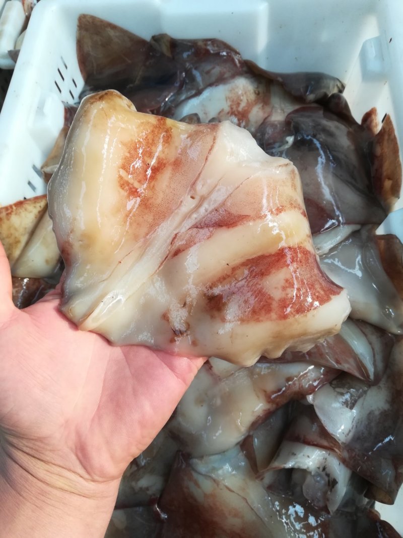 鱿鱼尾，鱿鱼耳，鱿鱼大耳，鱿鱼，原汁鱿鱼尾各种规格
