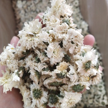 七月菊特/级白菊花七月菊贡菊花500g黄山贡菊花茶贡