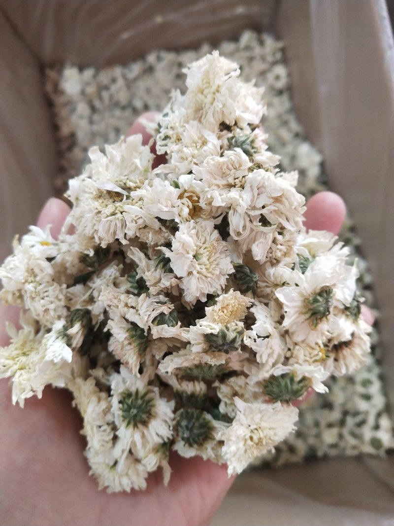 七月菊特/级白菊花七月菊贡菊花500g黄山贡菊花茶贡