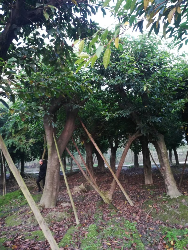 黄葛树，生货，熟货，大骨架，全冠，从业十多年，欢迎了解
