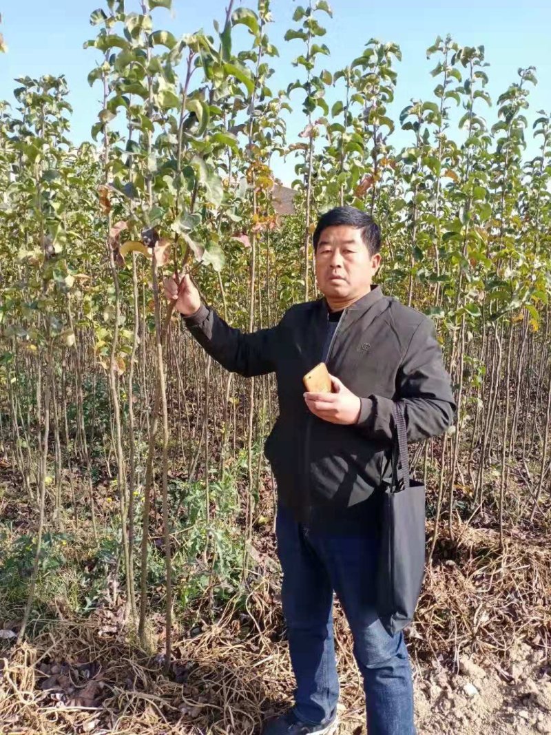 韩国蜜梨树苗