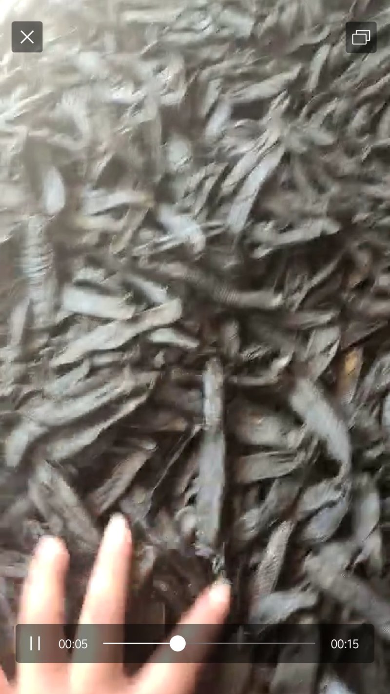 清水蚂蟥水蛭
