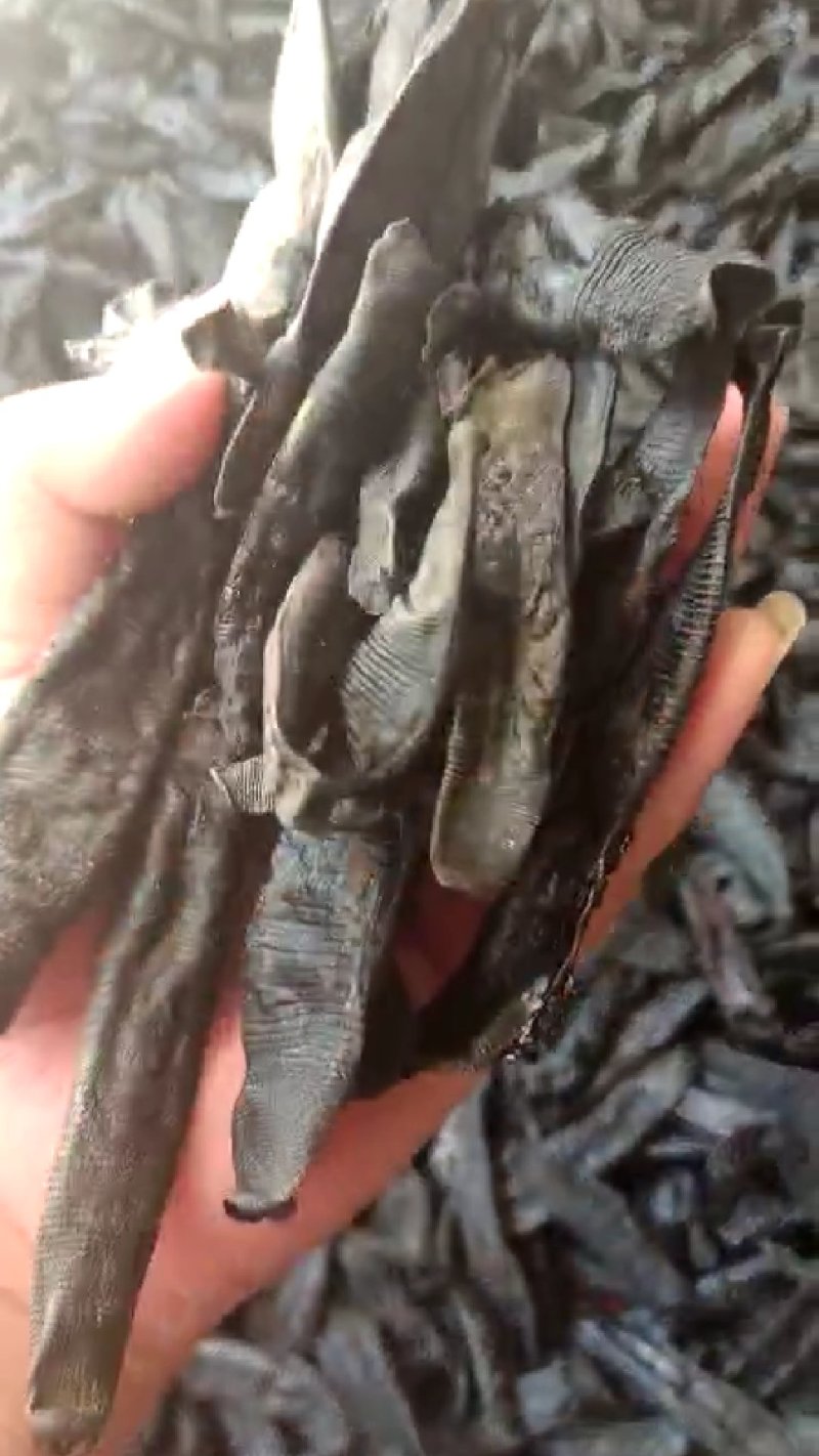 清水蚂蟥水蛭