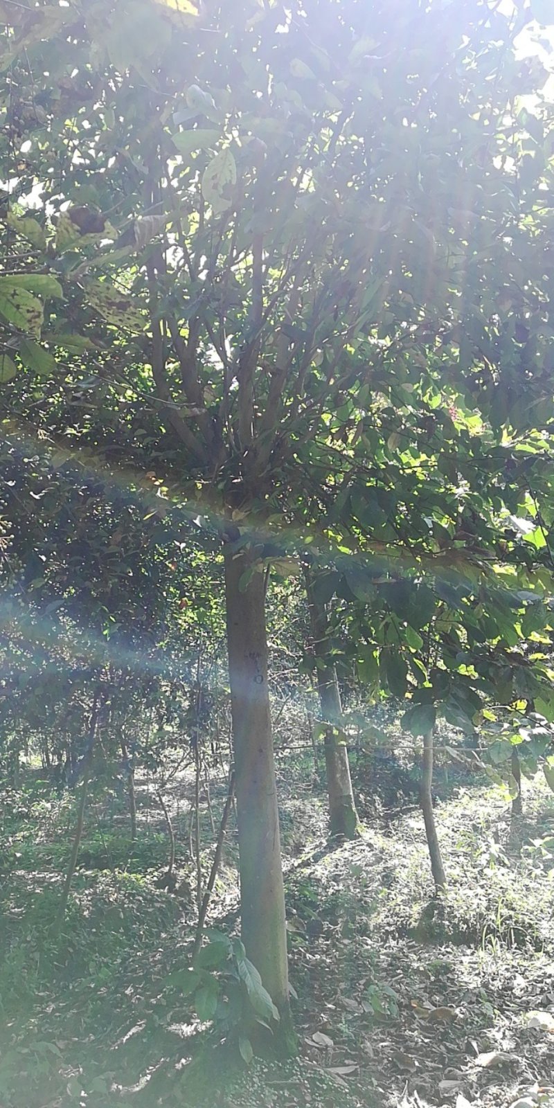 红花玉兰，白玉兰5至15大量，从业十多年，欢迎了解