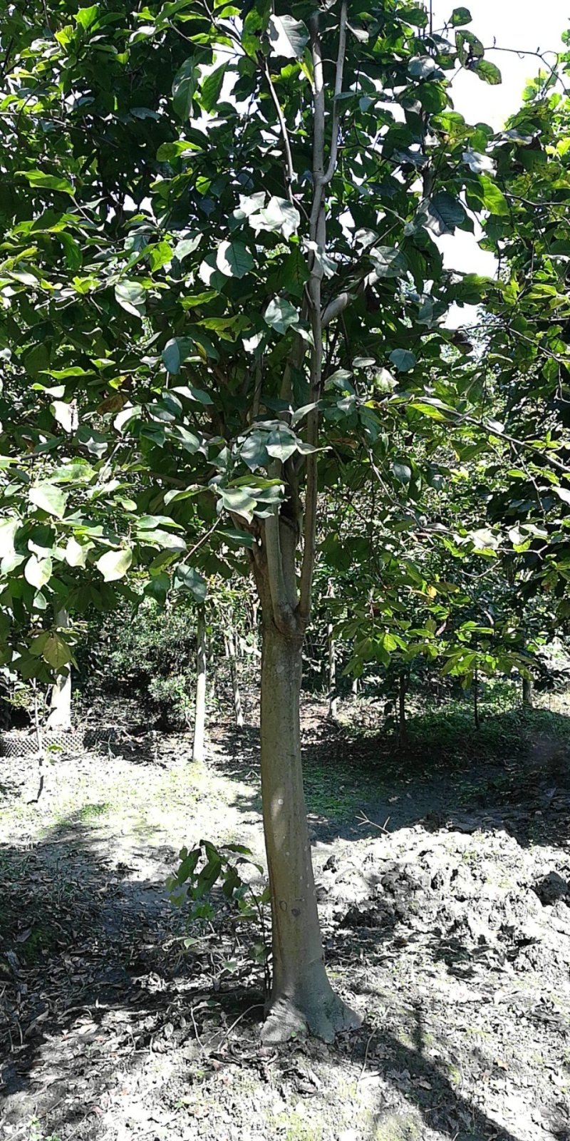 红花玉兰，白玉兰5至15大量，从业十多年，欢迎了解