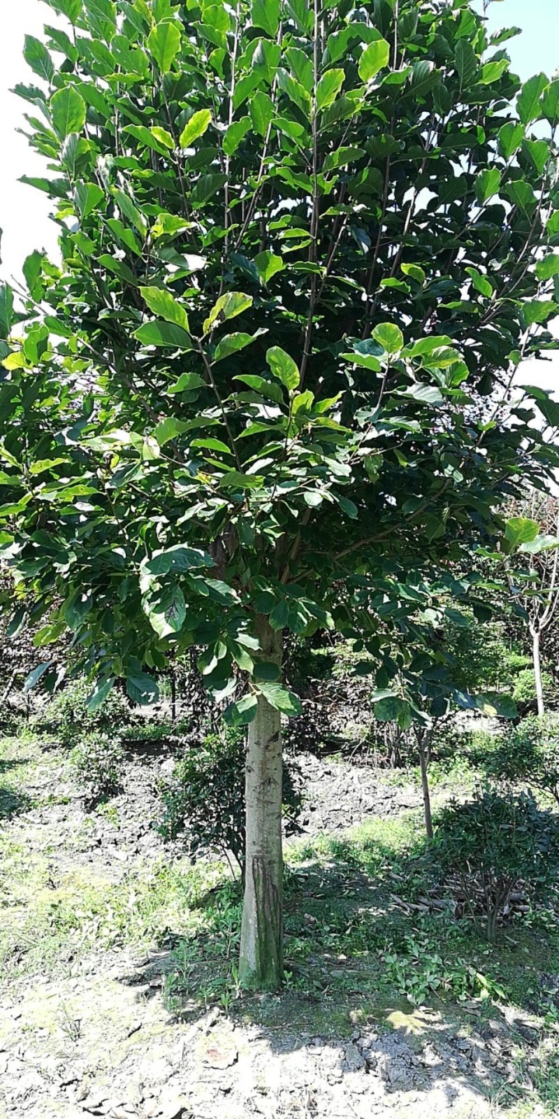 红花玉兰，白玉兰5至15大量，从业十多年，欢迎了解