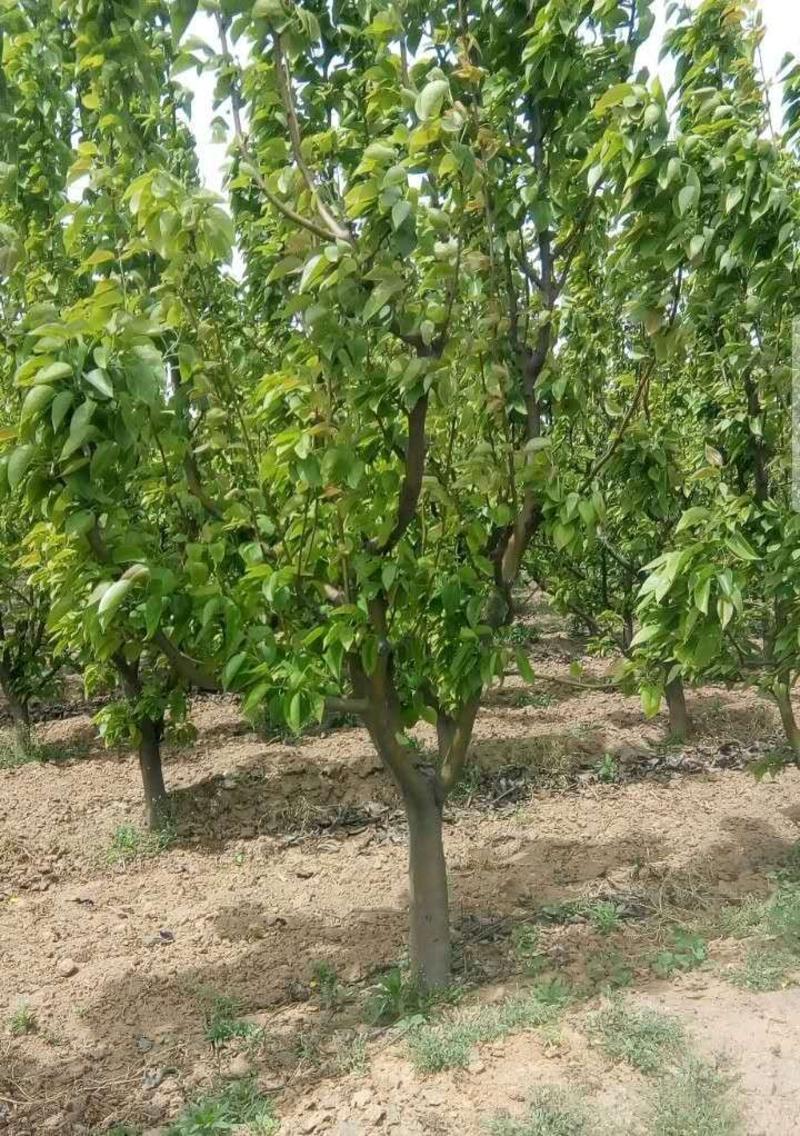 梨树，急处理5-8公分，观赏梨树，占地梨树