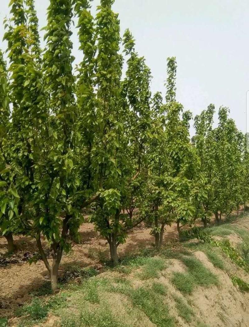 占地梨树，梨树，8公分以上苗圃直供包栽包活