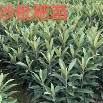 白玉(白沙)枇杷树苗，一年二年三年生江苏南通、