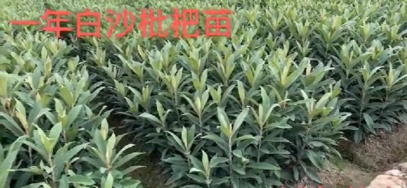 白玉(白沙)枇杷树苗，一年二年三年生江苏南通、