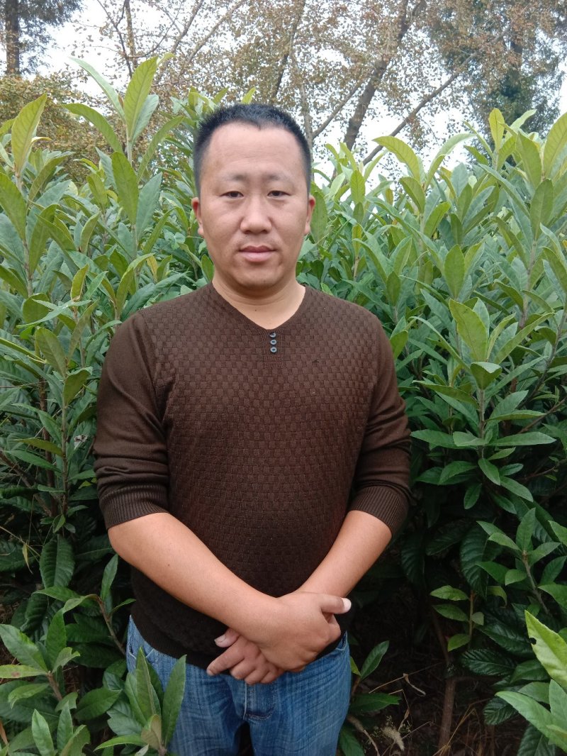 白玉(白沙)枇杷树苗，一年二年三年生江苏南通、
