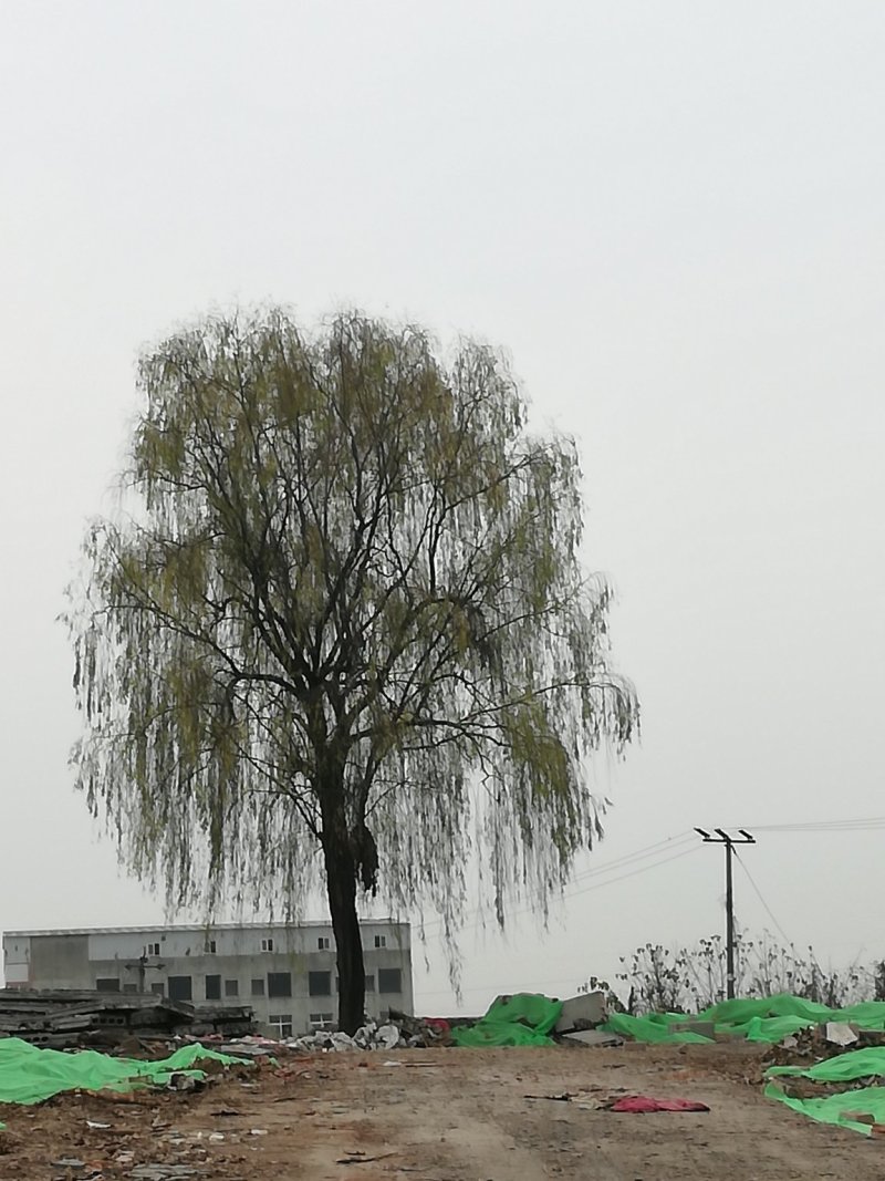 柳树5至15公分大量欢迎了解从业十多年资源强大价格公开透