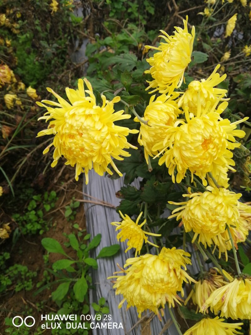 金丝皇菊