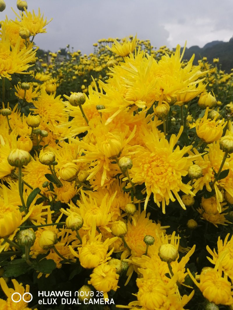 金丝皇菊