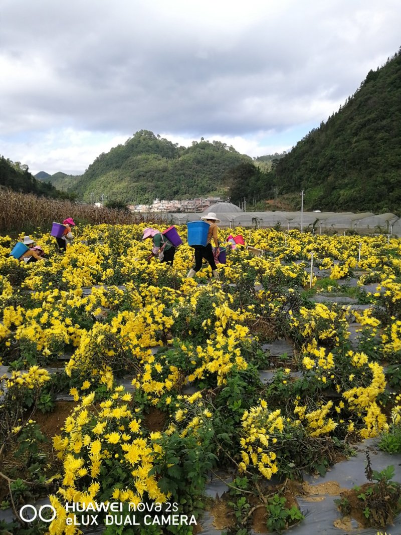 金丝皇菊