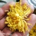 金丝皇菊